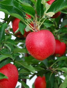 Fruit Tree Image