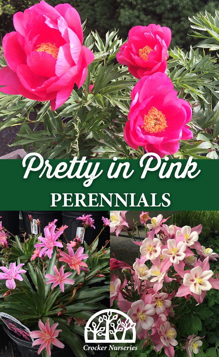 Pink Perennials - Crocker Nurseries