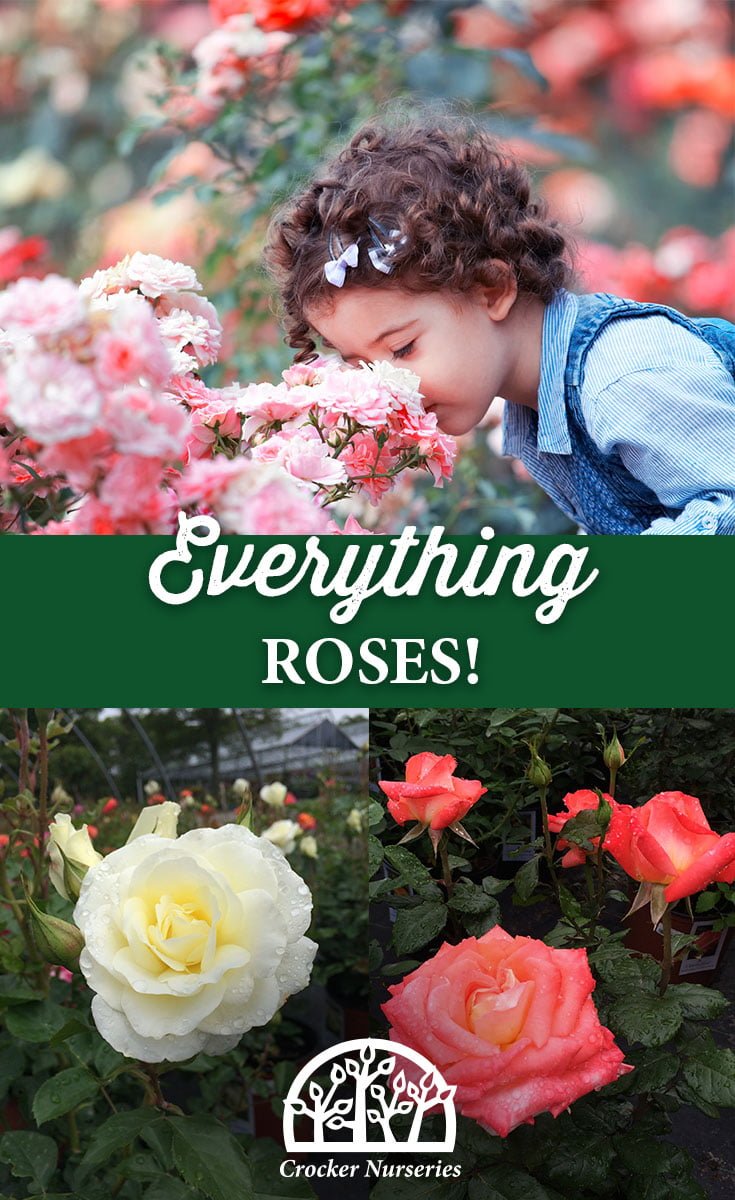 Roses - Crocker Nurseries